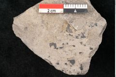 Foto (Detailansicht) von Caulinites otagoicus Ettingshausen (NHMW-GEO-2024-0188-10120a)